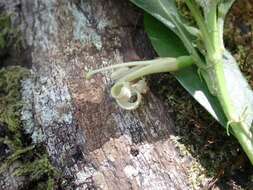 Image of Forest Half-Flower