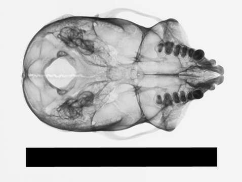 Image of Common Marmoset