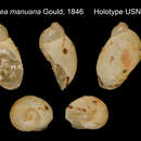Image of Succinea manuana Gould 1846