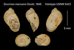 Image of Succinea manuana Gould 1846