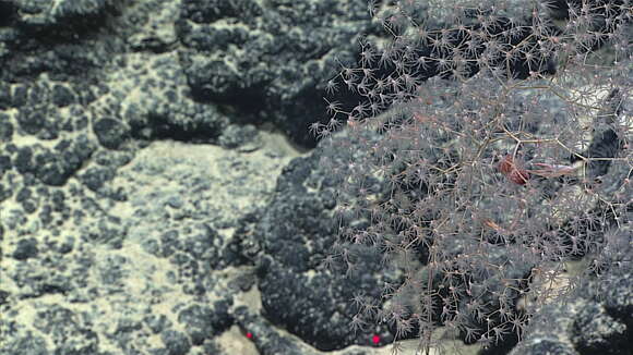 Image of Pseudochrysogorgia Pante & France 2010