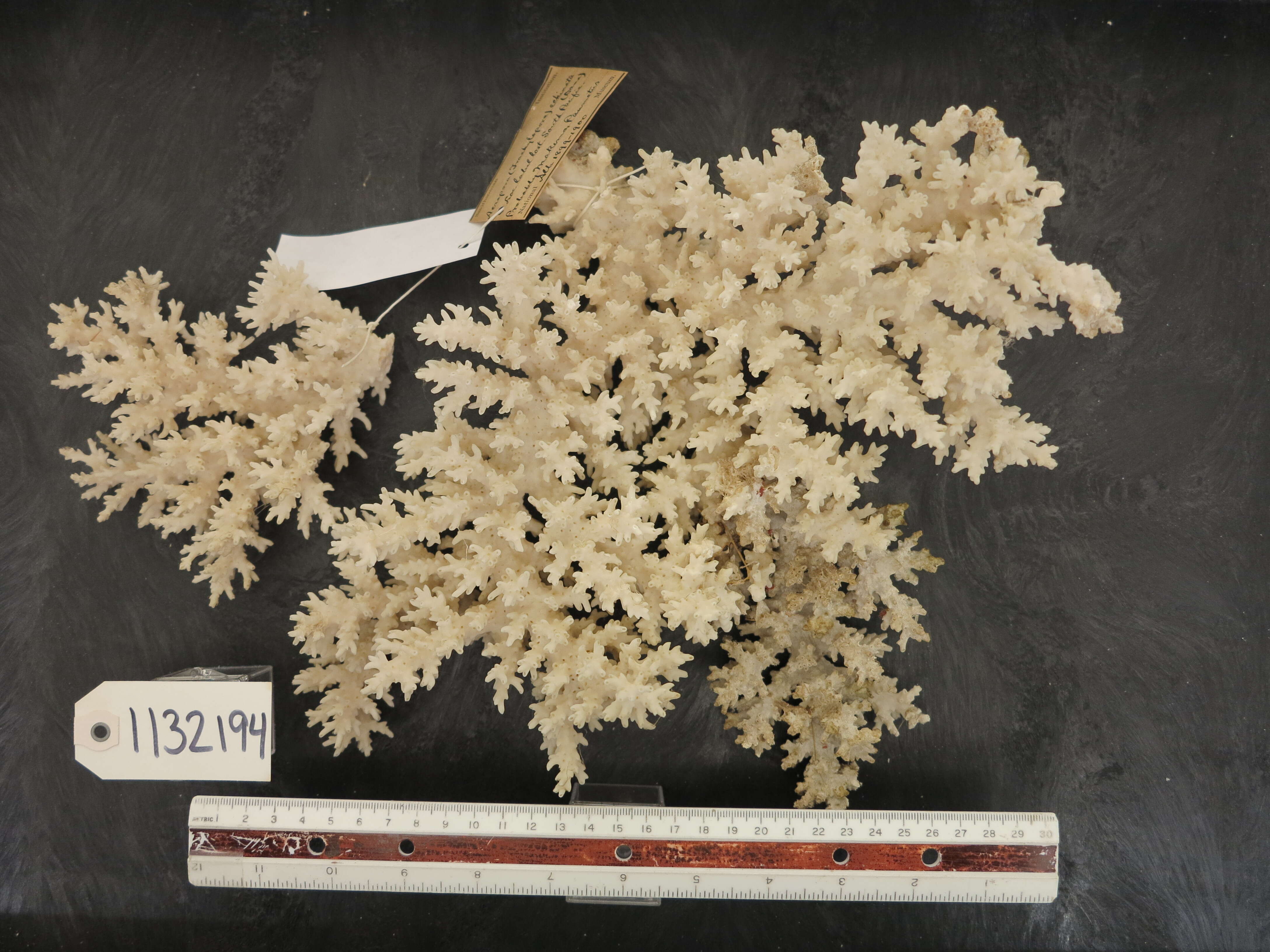 Слика од Acropora echinata (Dana 1846)