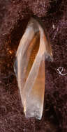 Image of pink scaled squid