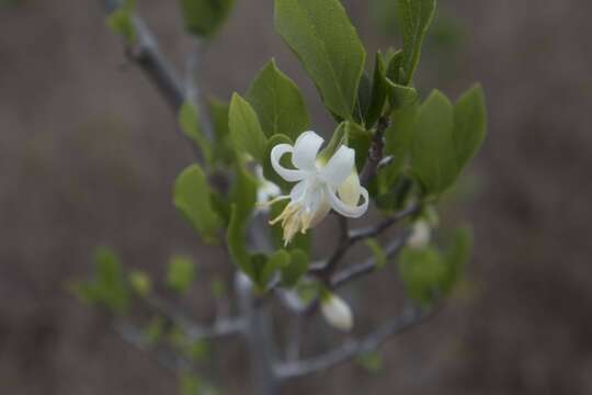 Image of American snowbell