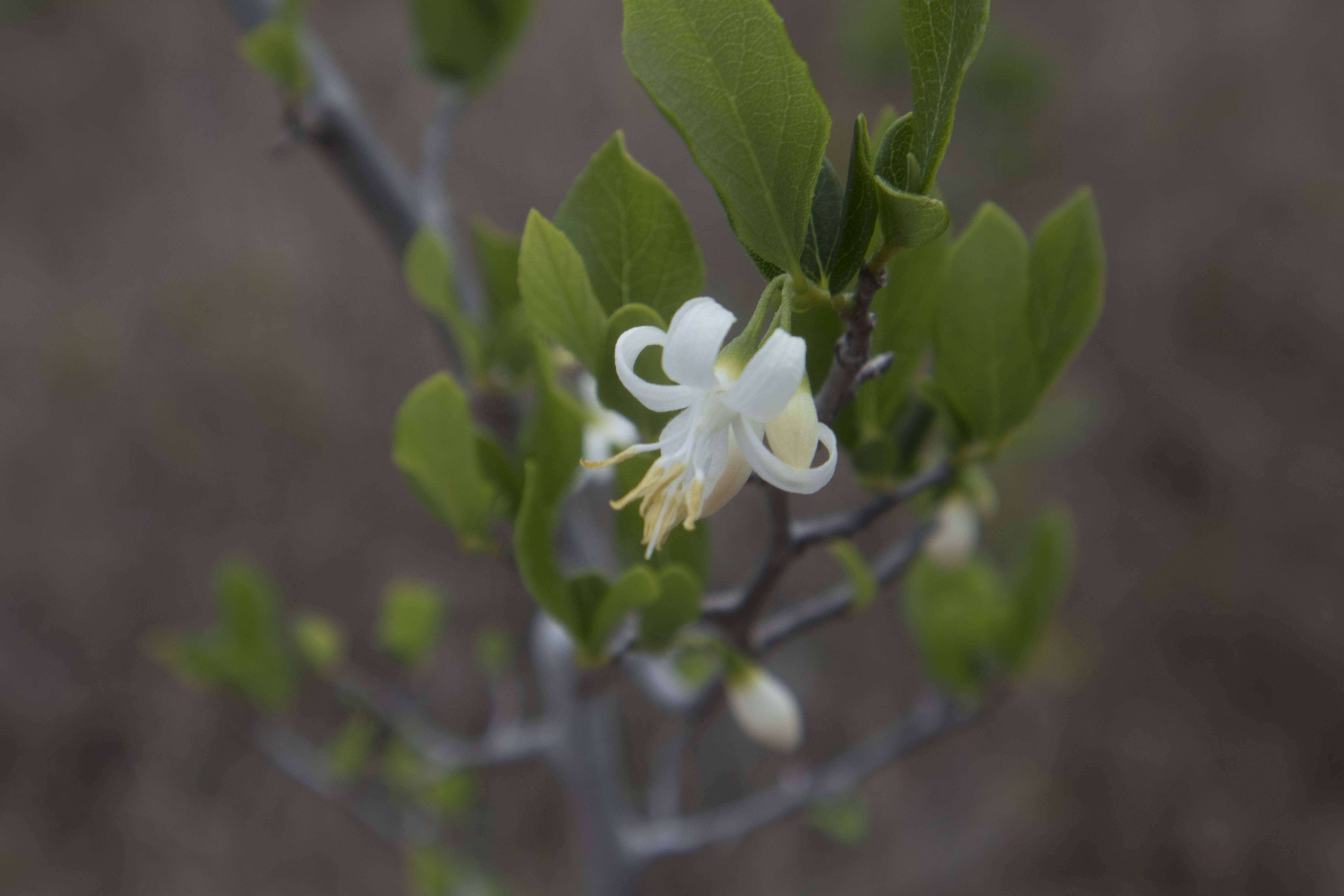 Image of American snowbell