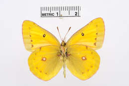 Image of Colias staudingeri Alphéraky 1881