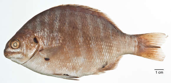 Image of Zebra perch