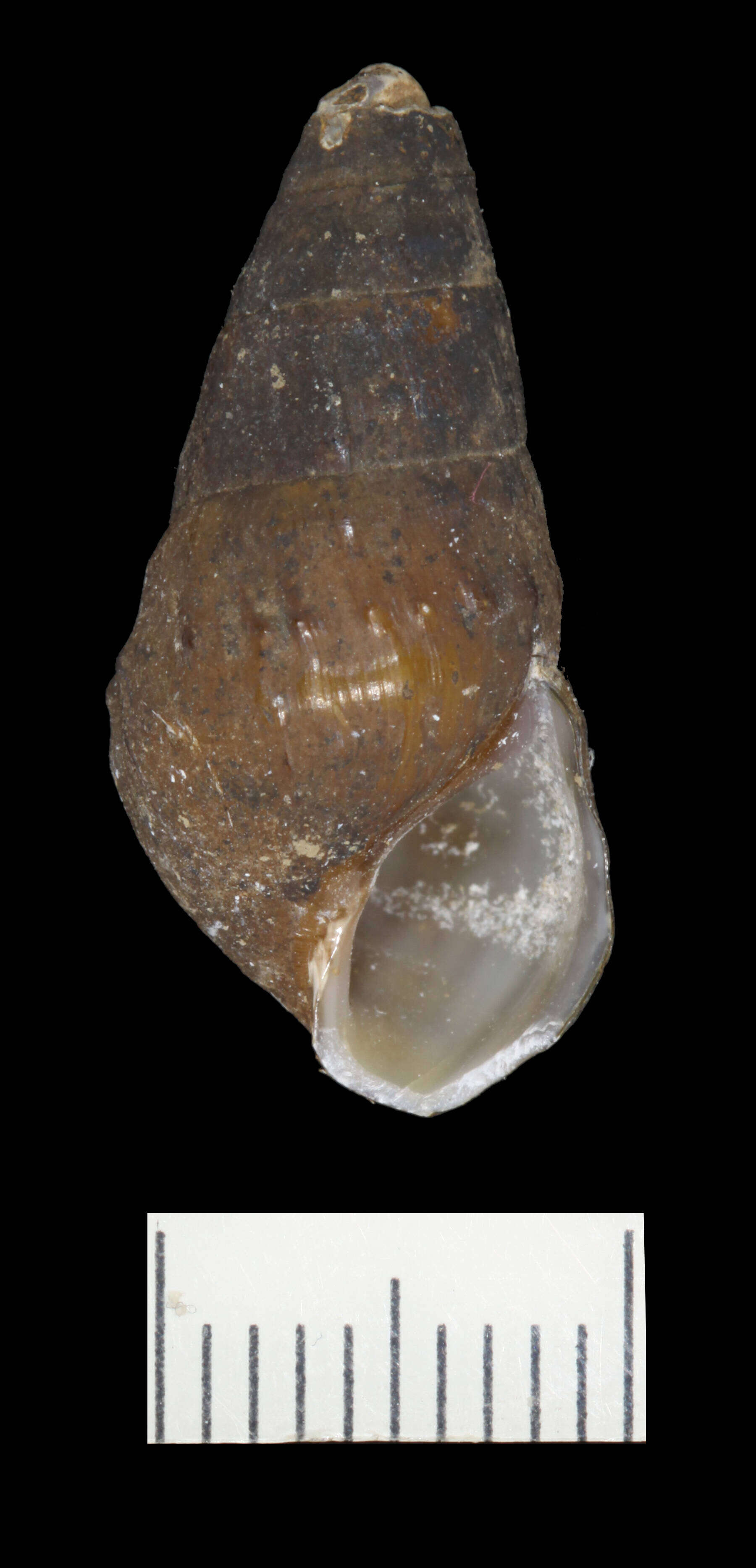 Image of Elimia hydeii (Conrad 1834)