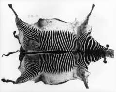 Image of Grevy's Zebra