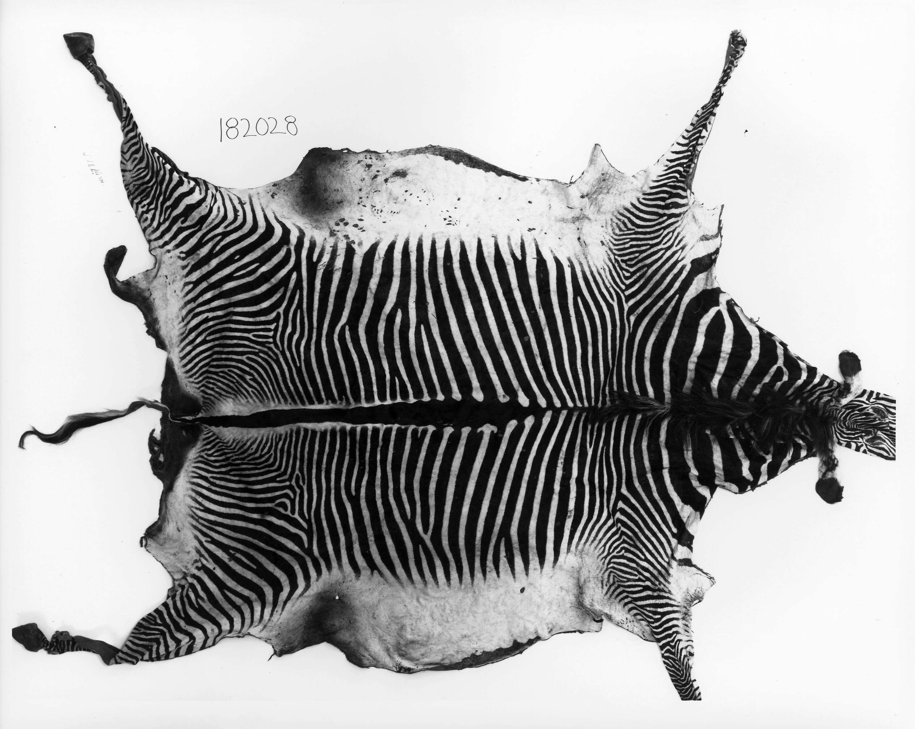 Image of Grevy's Zebra