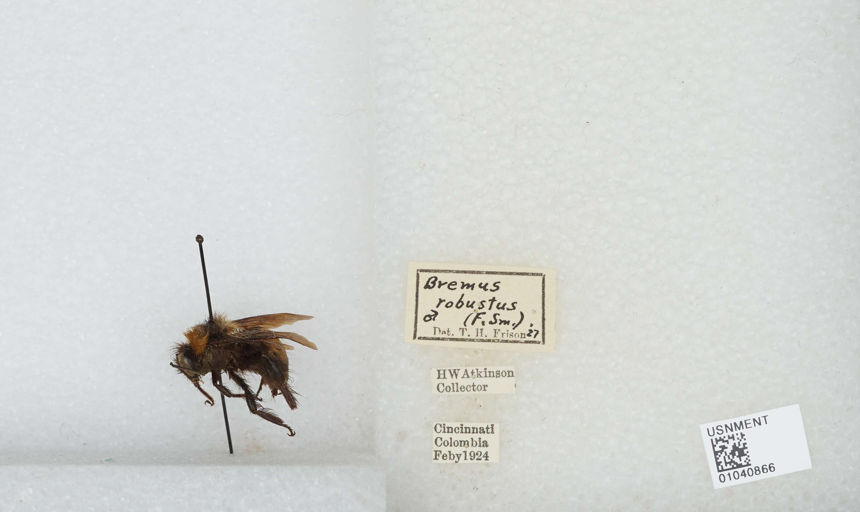 Image of Bombus robustus Smith 1854