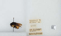 Bombus ephippiatus Say 1837 resmi