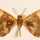 صورة Neozuga strictifascia Warren 1906