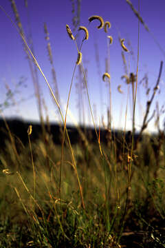 Image of blue grama