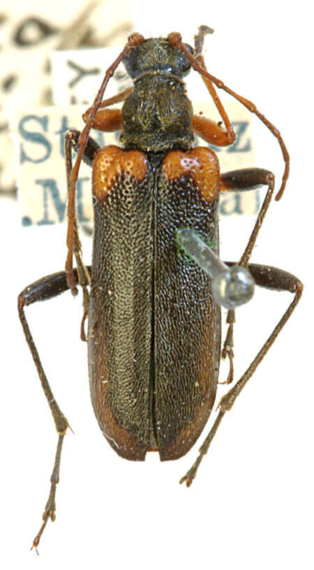 Image of Leptacmaeops basalis dichroma Casey 1913