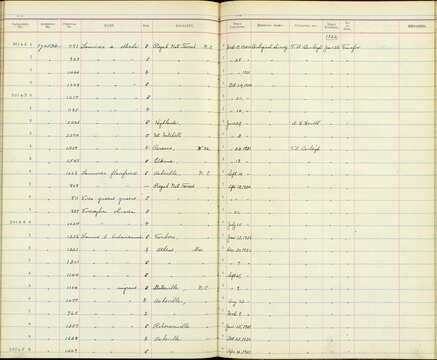 Plancia ëd Lanius ludovicianus migrans Palmer & W 1898