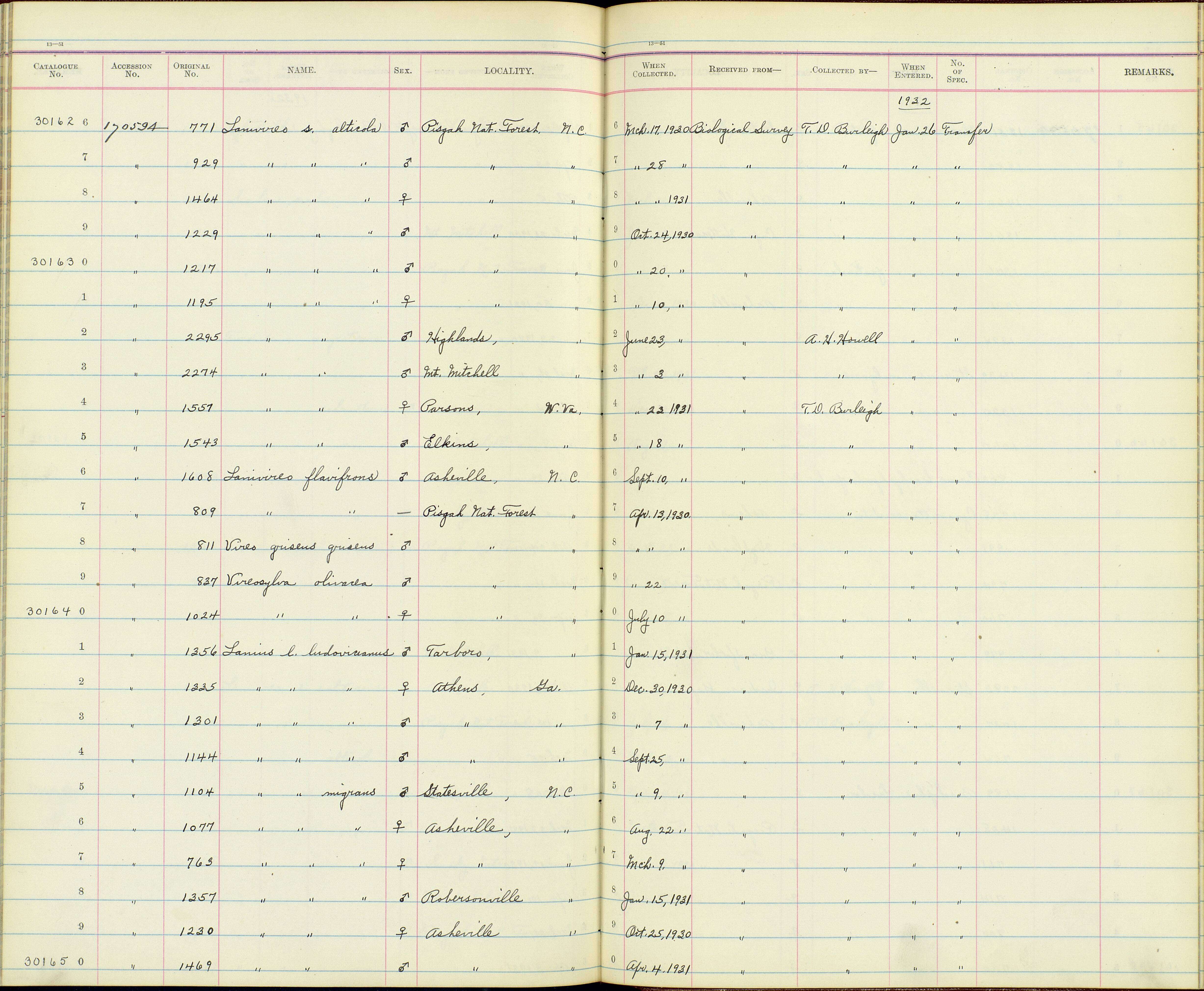 Image of Lanius ludovicianus migrans Palmer & W 1898