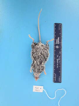 Image of Deer Mouse