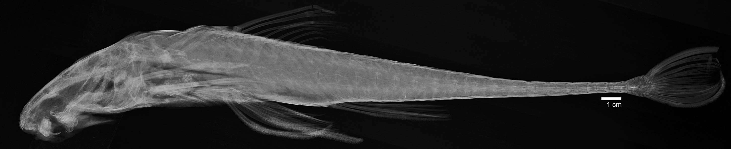 Image of Spatuloricaria lagoichthys (Schultz 1944)