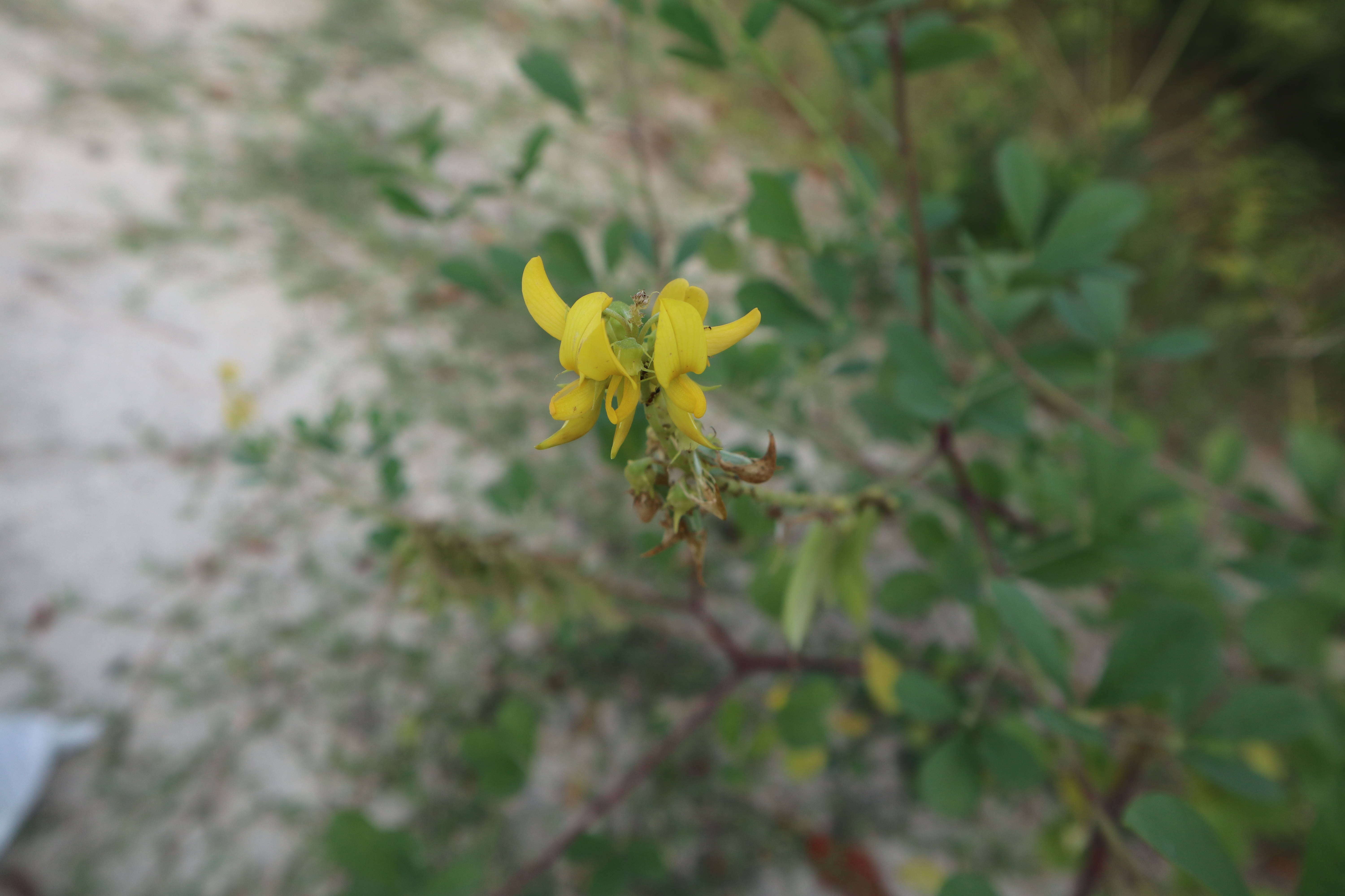 Image of smooth rattlebox