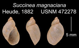 Image of Succinea magnaciana Heude 1882