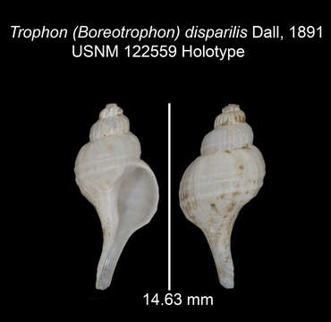 Image of Boreotrophon disparilis (Dall 1891)