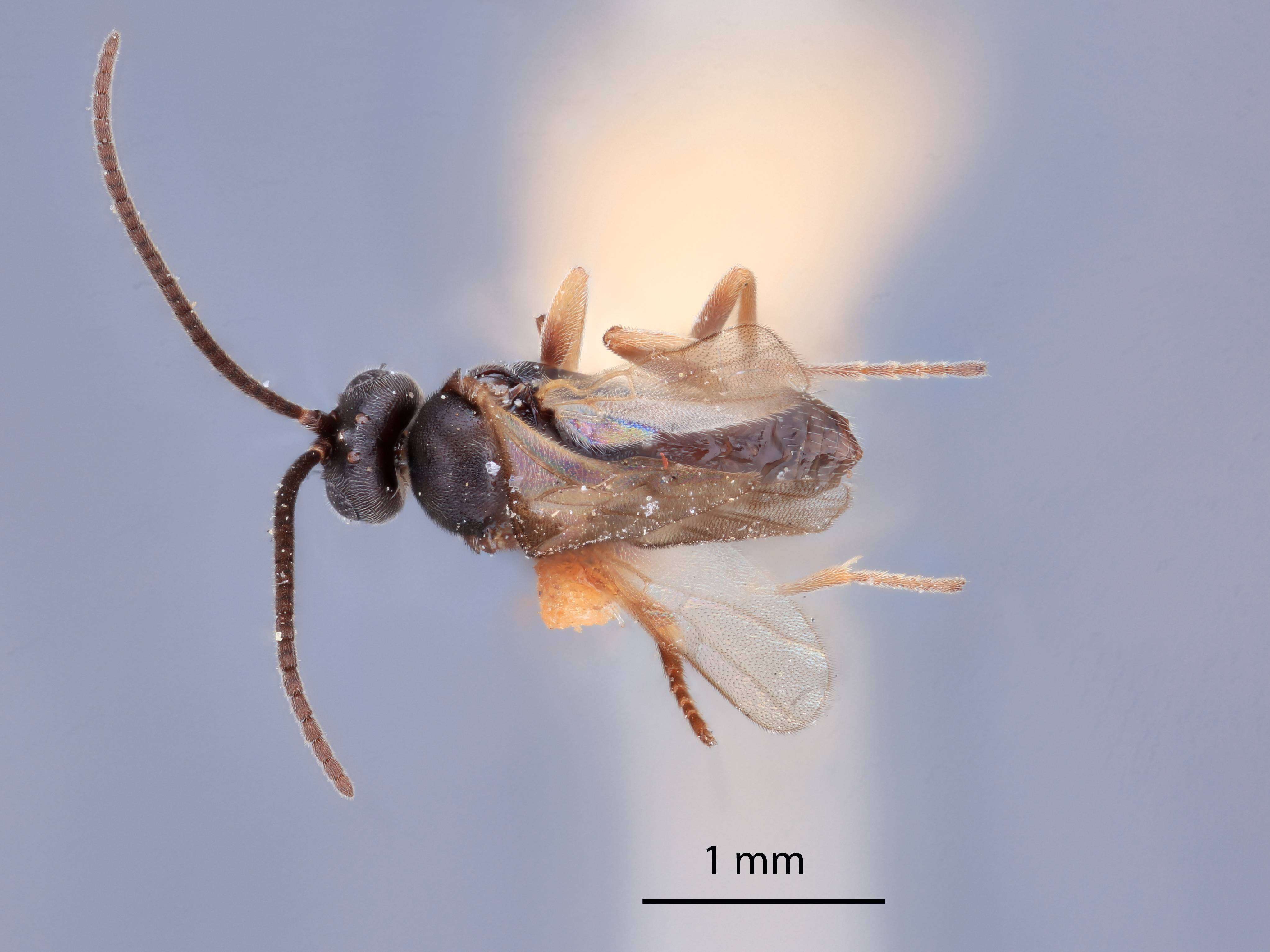 Image of Microplitis plutellae Muesebeck 1922