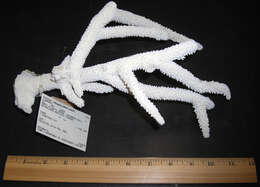 Image of Staghorn Coral