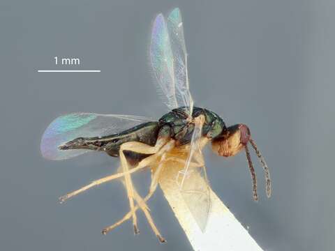 Plancia ëd Neotrichoporoides nyemitawus (Rohwer 1921)