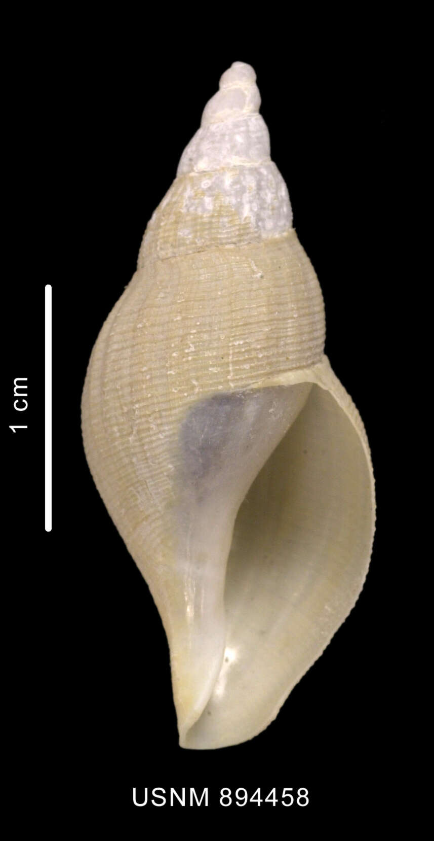 Image of Belaturricula turrita multispiralis Dell 1990