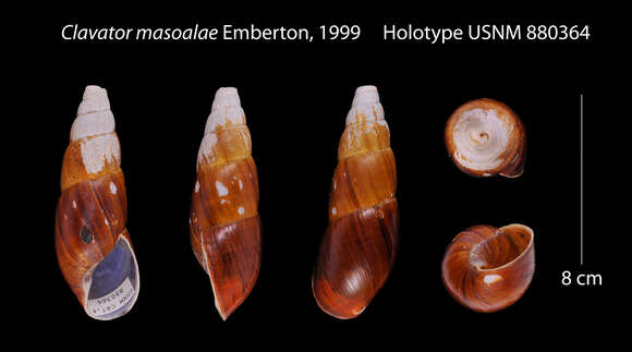 Image of Clavator masoalae Emberton 1999