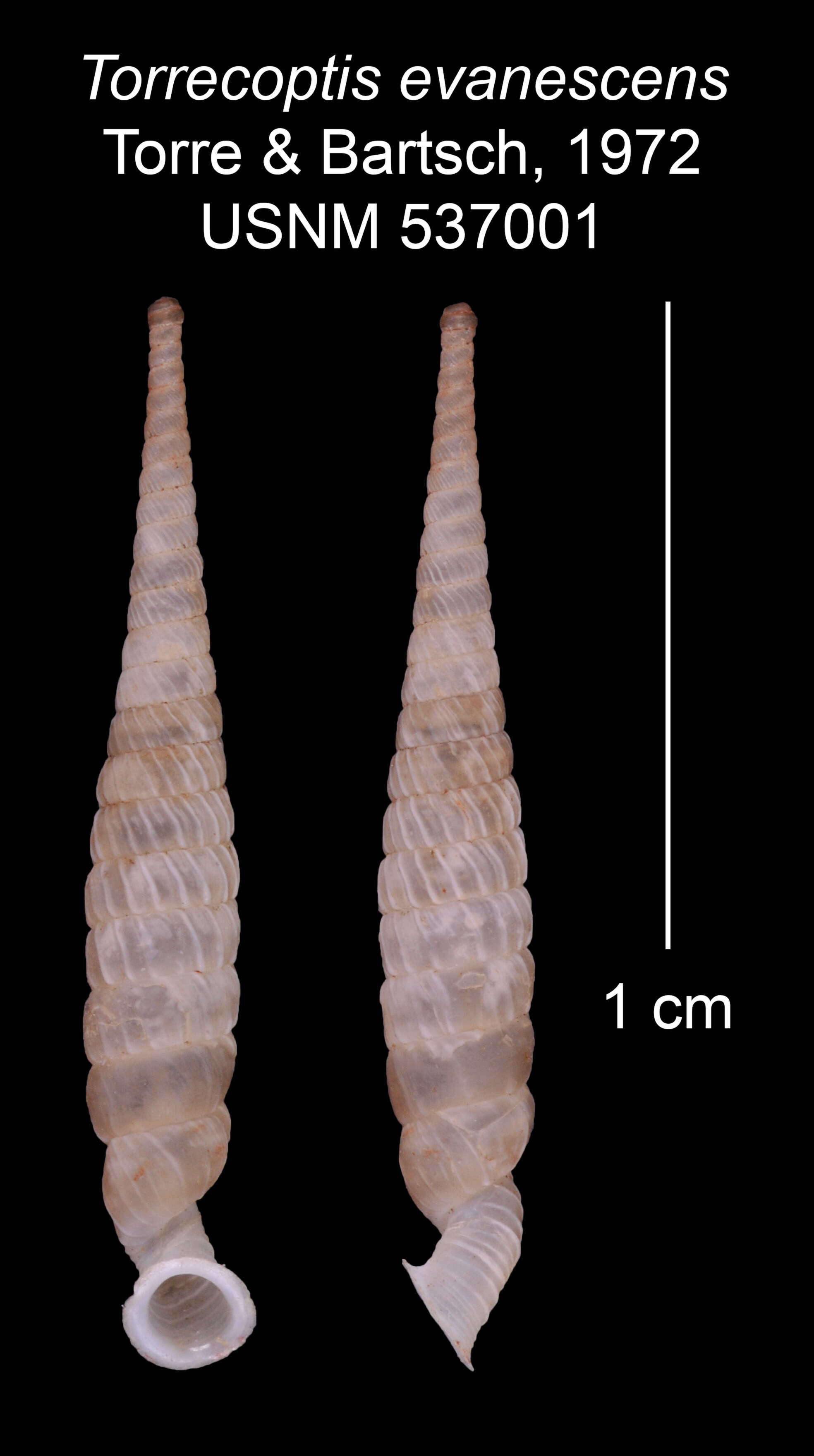 Imagem de Torrecoptis evanescens C. de la Torre & Bartsch 1972