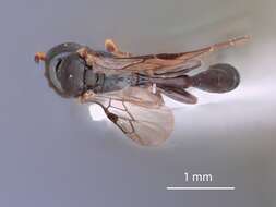 Image of Rhopalum murotai Tsuneki 1973