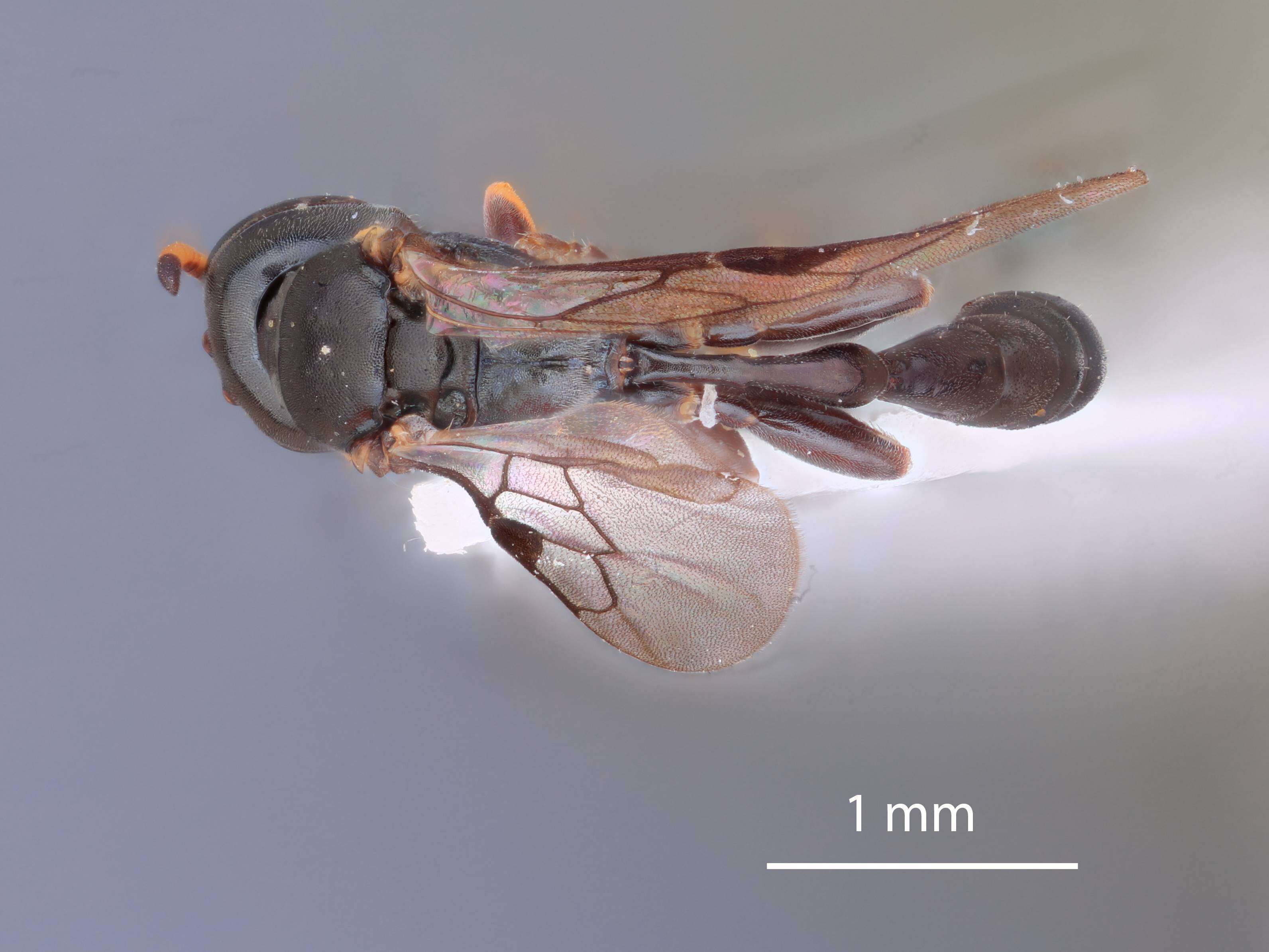 Image of Rhopalum murotai Tsuneki 1973