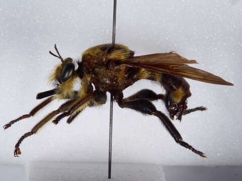 Image of Laphria apila (Bromley 1951)