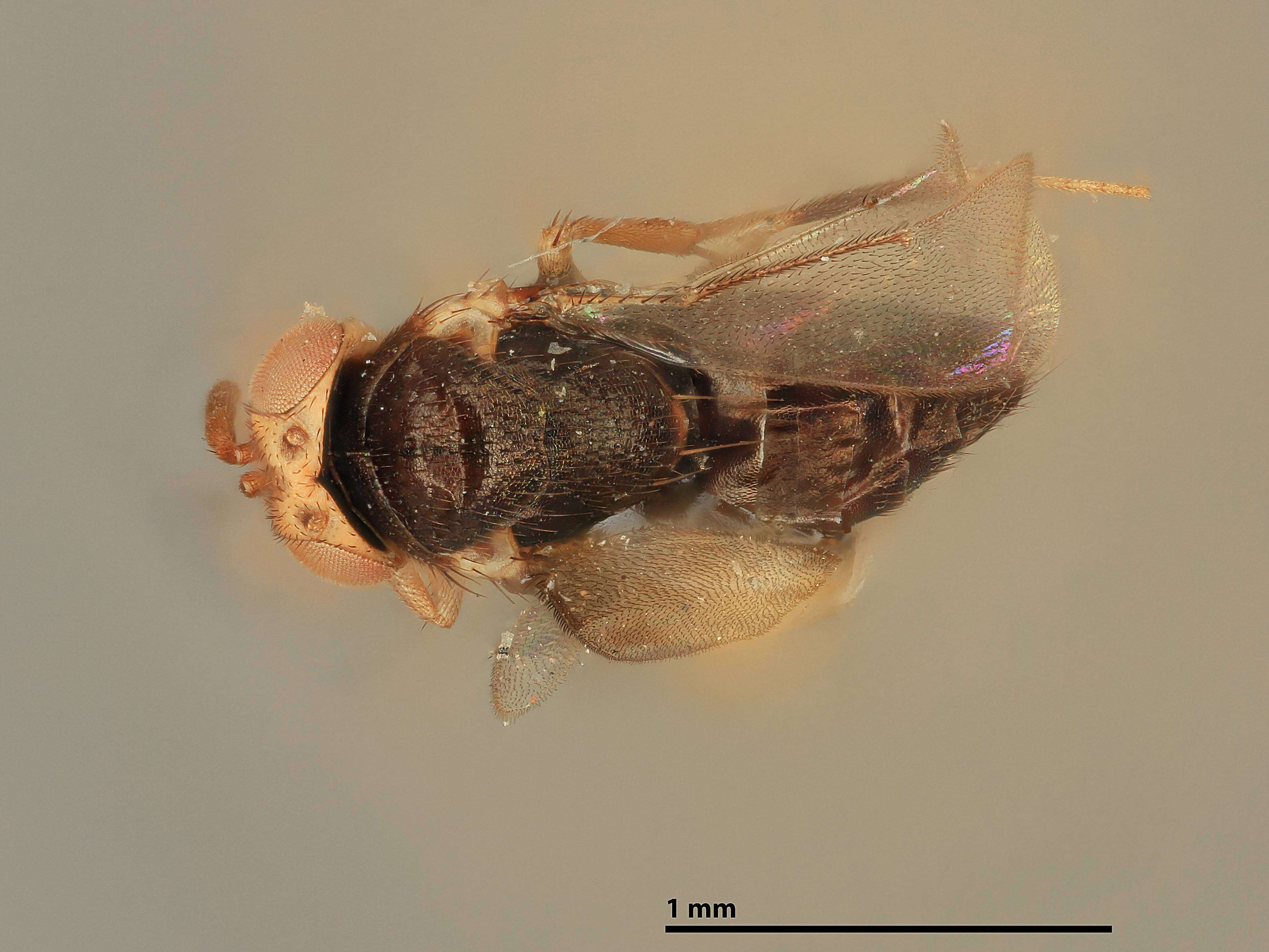 Image of Coccophagus malthusi Girault 1917