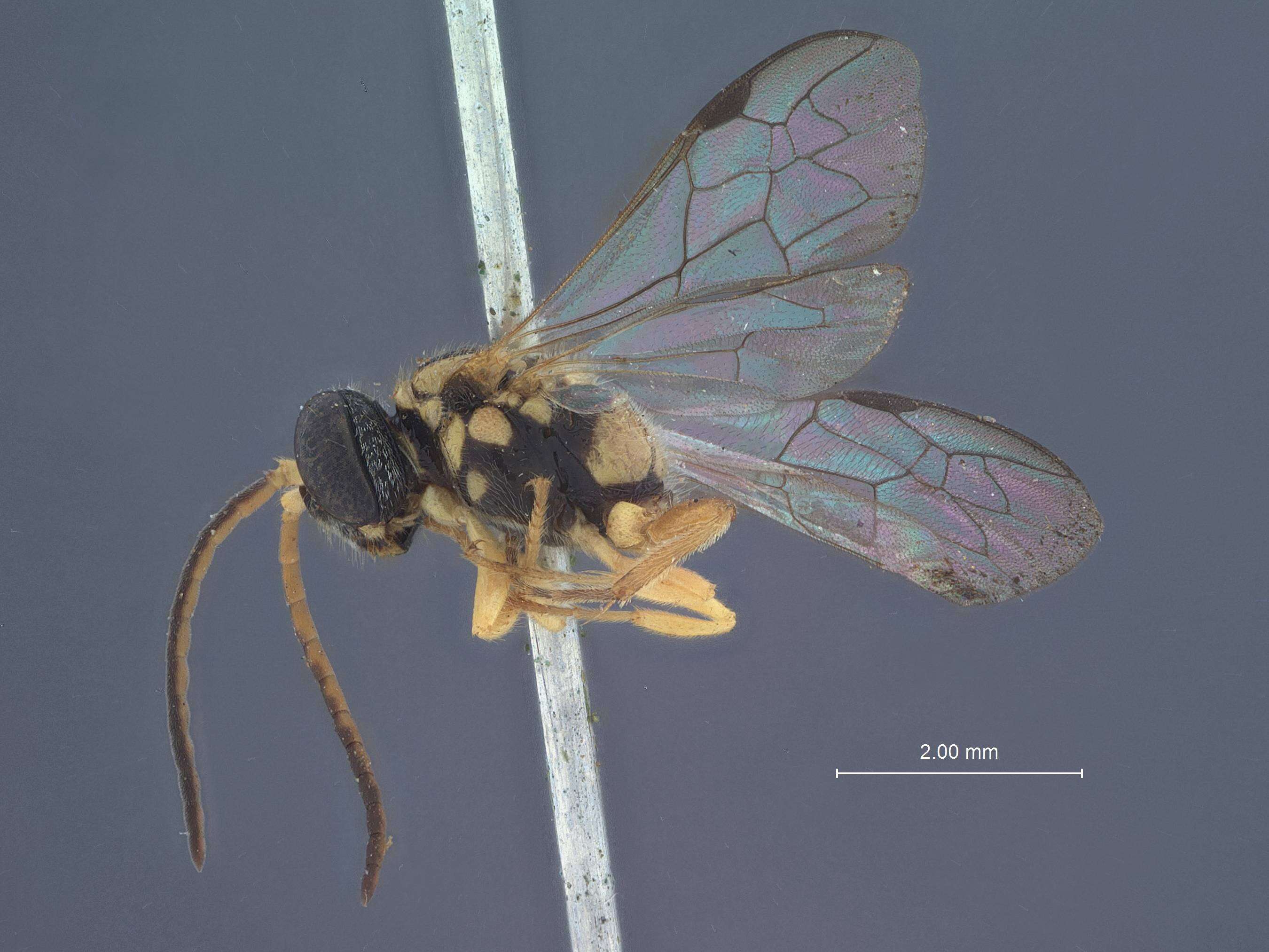 Image of Psenulus ajaxellus (Rohwer 1923)