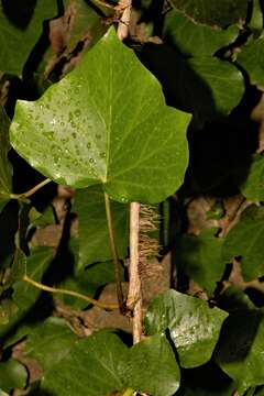 Image of English ivy