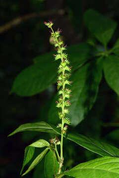 Image de Acalypha L.