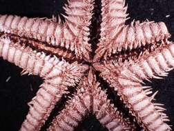 Image of Astropecten cingulatus Sladen 1883