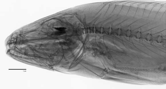 Image of Miichthys