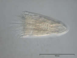 Image of Spinoloricus Heiner & Neuhaus 2007