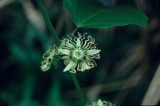 Passiflora auriculata Kunth的圖片