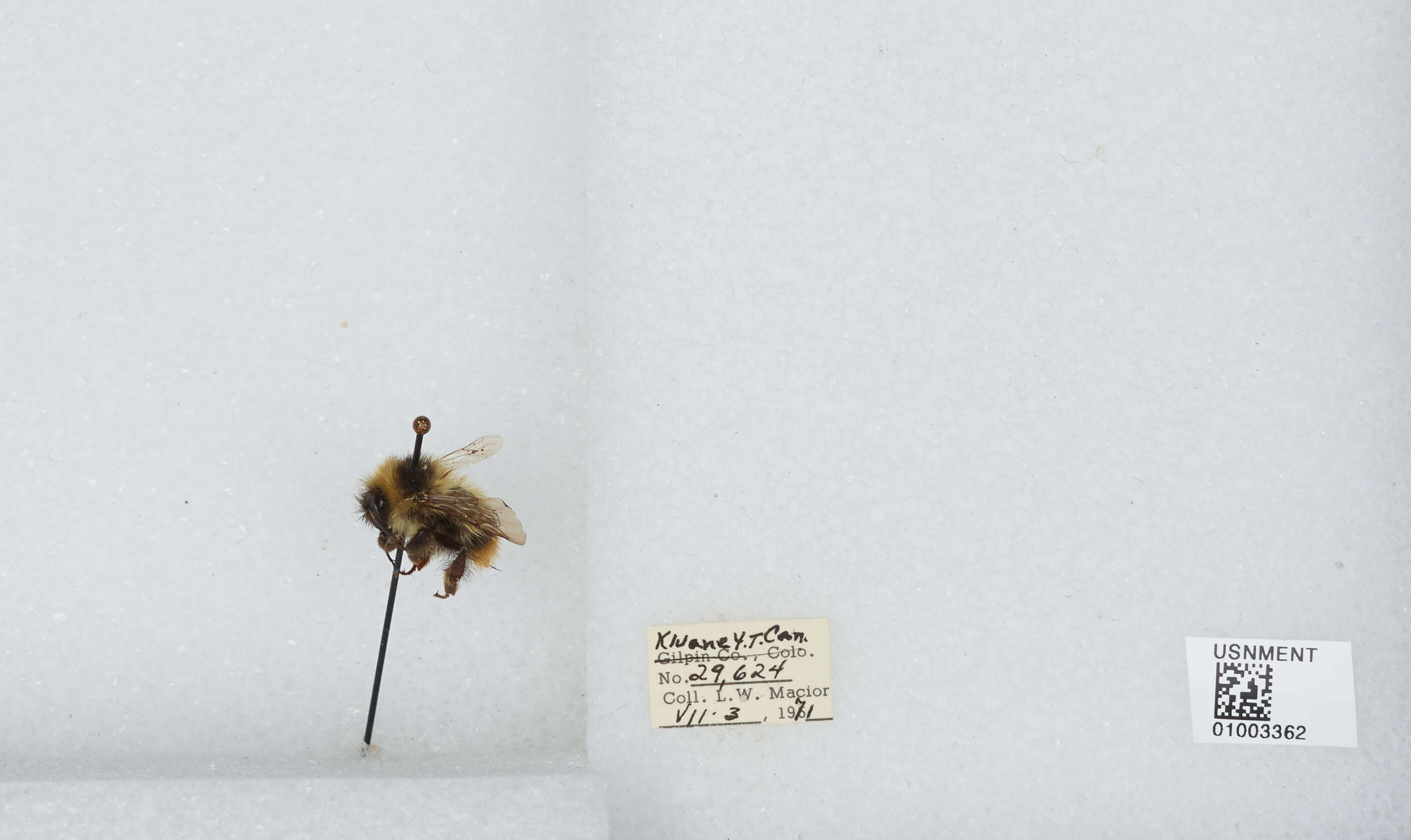 Image of Frigid Bumble Bee