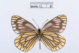 Image de Aporia nabellica (Boisduval 1836)