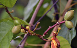 Image of Apocynaceae