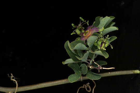 Sivun Passiflora mexicana A. Juss. kuva