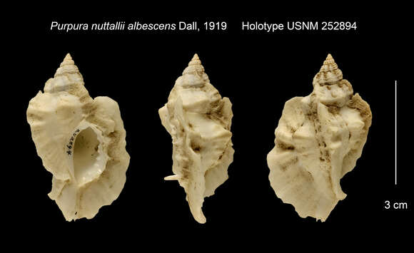 Image of Ceratostoma nuttalli (Conrad 1837)