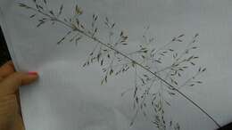 Image of prairie dropseed