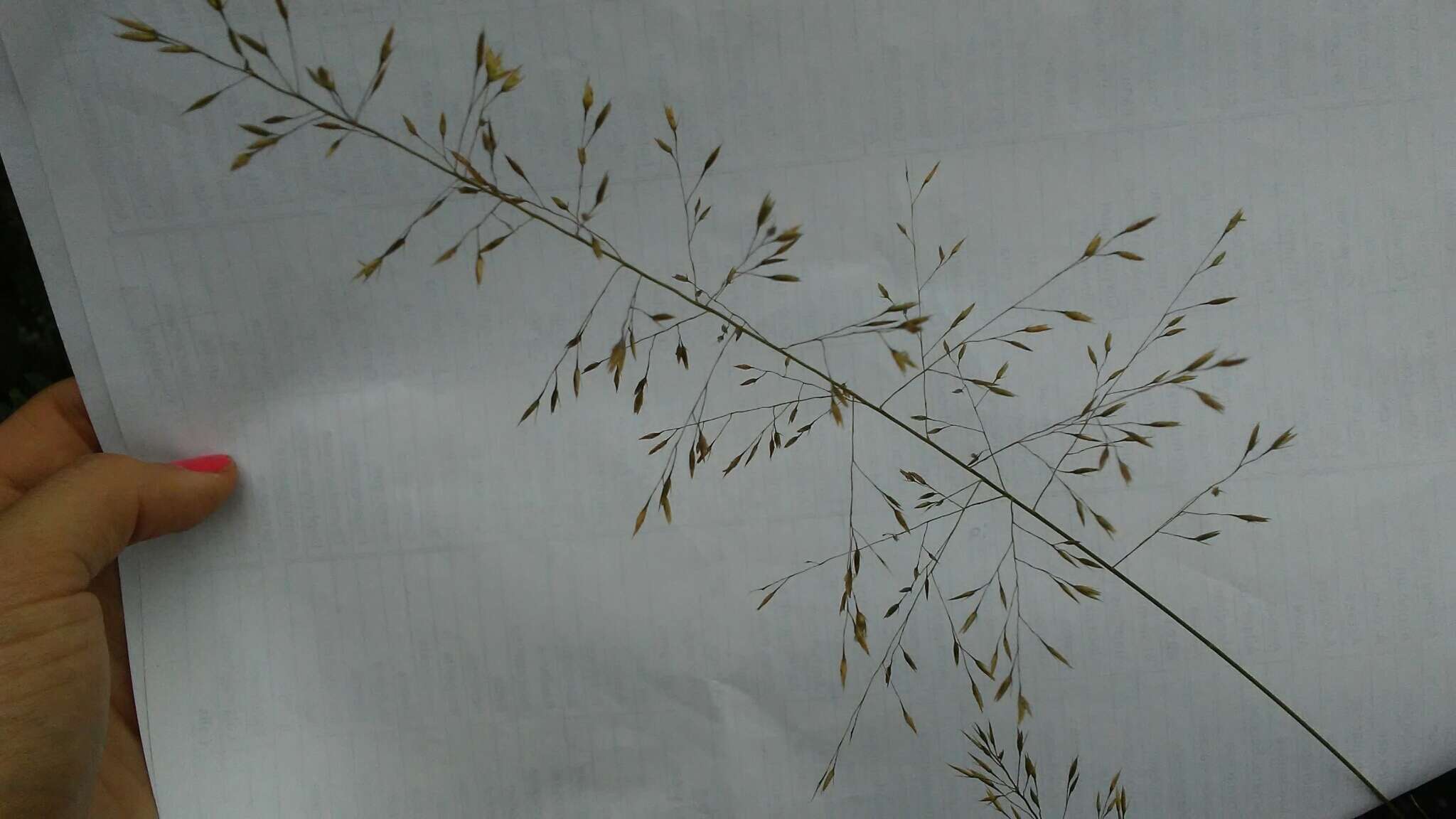 Image of prairie dropseed